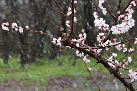 blooming apricot branch in a snowy spring day in the forest