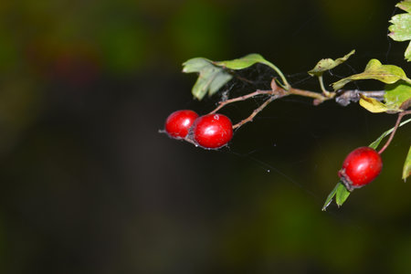 Hawthorn bush with red berries on a branch with spider web drops close-upの写真素材