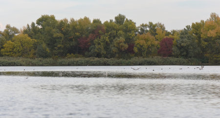 Beautiful autumn landscape with lake, trees and birds on the waterの写真素材