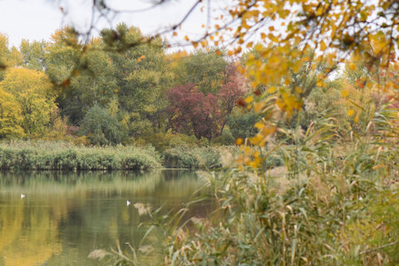 Autumn landscape with lake and trees in the park. Beautiful autumn landscapeの写真素材