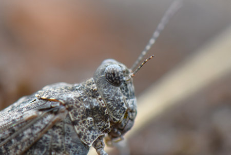 Grasshopper on the ground, close-up, macroの写真素材