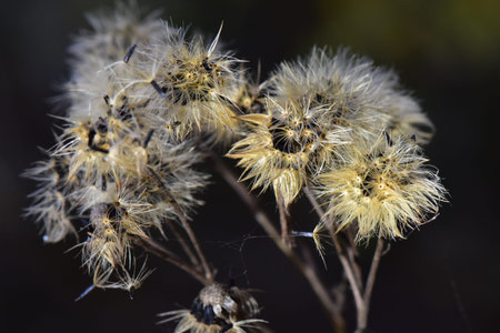 Dry thistle seeds on dark background. Selective focus.