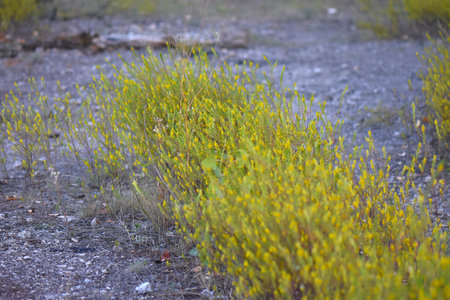 Small yellow flowers on the ground in the forest, close-up