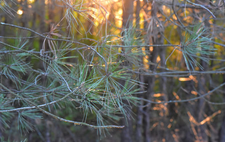 Pine branches in the forest at sunset, golden light background. Selective focus