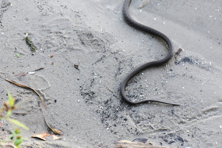 Black water snake tail on the sand at the beach on Dnieper riverの写真素材