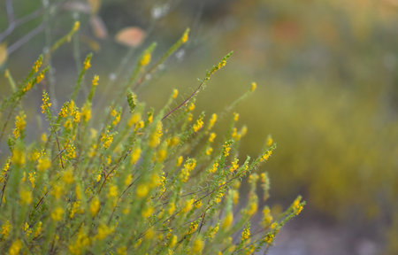 Yellow flowers of heather in the field. Shallow depth of field.