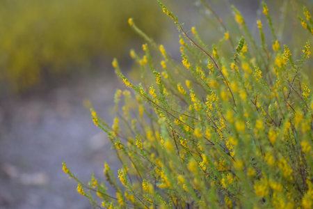 Close-up of yellow flowers on a meadow in spring.の写真素材