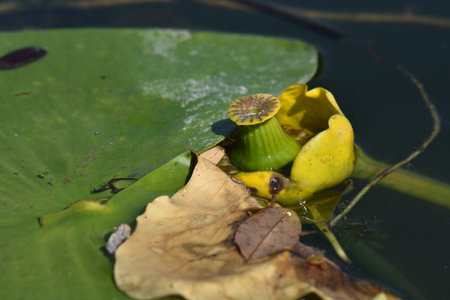 Yellow water lily and leaves in a pond, closeup of photo