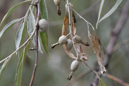 olive tree in bloom with unripe fruits and green leavesの写真素材