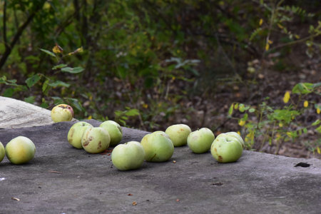 Green apples lying on the table.の写真素材