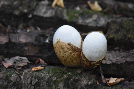 Edible puffball mushroom (Lycoperdon perlatum)の写真素材