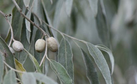 oleaster tree with ripe olives on branch closeupの写真素材