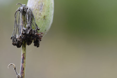 Ants on the stem of a dry Milkweed plant in the forestの写真素材