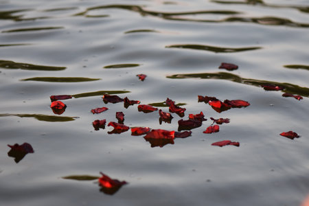 Red petals floating on the surface of the water. Selective focus.