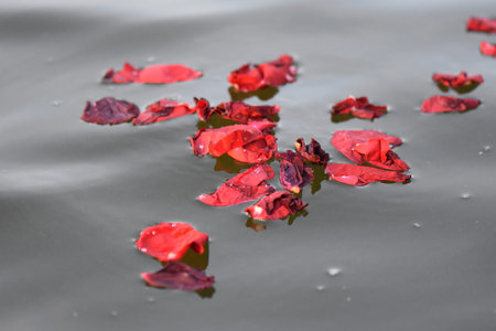 Rose petals floating on the surface of the water. Shallow depth of field.