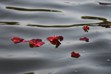 Red rose petals floating on the surface of the water in a lakeの写真素材