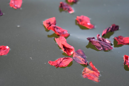 Rose petals floating on water, closeup of photo with shallow depth of fieldの写真素材