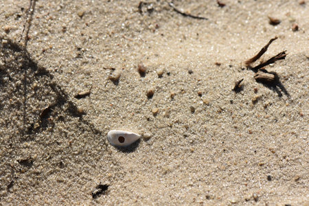 White seashell on the sand beach. Close-up photoの写真素材