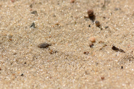 Sand texture background