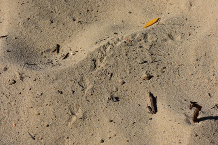 Sand texture with small leaves on the beach in sunny summer day.の写真素材