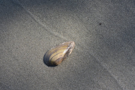 seashell on the sand of a beach in the summer.