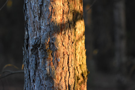 Tree bark at sunset in the forest. Shallow depth of fieldの写真素材
