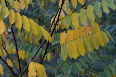 Yellow leaves of the acacia tree in autumn, close-upの写真素材