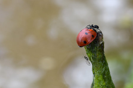 spider on a ladybug on green algae