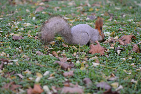 Squirrel in the park in autumn, with fallen leaves on the ground