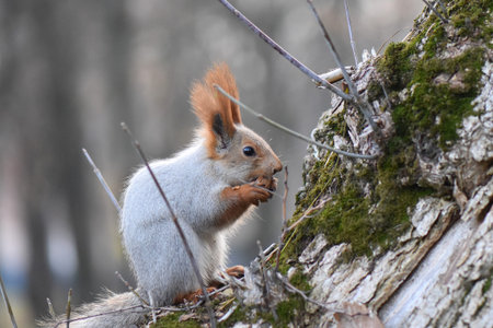 The squirrel sits on a tree and eats nut