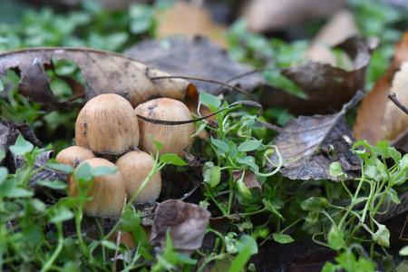 Mushrooms in the forest, close-up, macro photography
