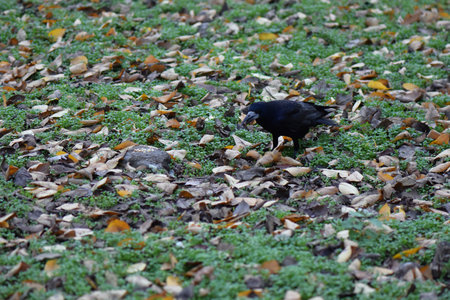 Crow in the park on the ground with leaves in autumn.の写真素材