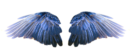 Blue wingsの写真素材