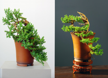 two views on juniper bonsai before and after stylingの写真素材