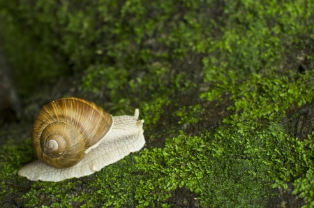 Snail on green moss with backgroundの写真素材