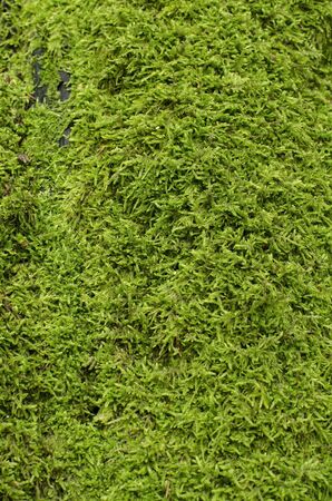 Green moss for background or texture.の写真素材