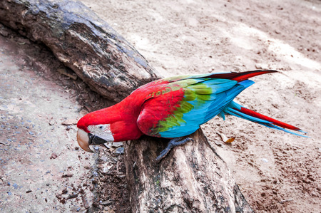Brazilian red macawの写真素材