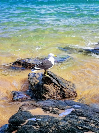 Seagull on the rock by the beach in Brazil.の写真素材