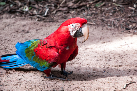 Brazilian red macawの写真素材