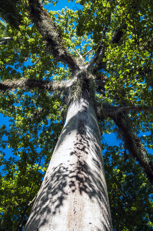 Rio de Janeiro botanical gardenの写真素材