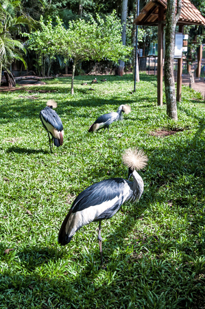 African Crowned Craneの写真素材
