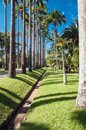 Rio de Janeiro botanical gardenのeditorial素材