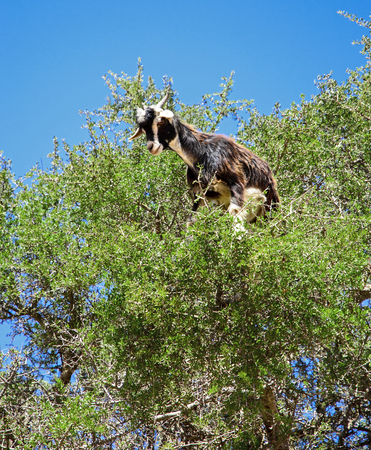 A goat on a treeの写真素材
