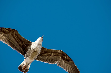 Seagullの写真素材