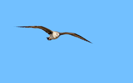 Flying seagullの写真素材