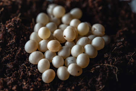 Achatina snail white eggs, which begin to crack and small snails hatch from there. Eggs in coconut substrate.の写真素材