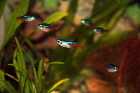 Aquarium fish in tropical aquariun. Pterophyllum scalare Angel-Koi and neonsの写真素材