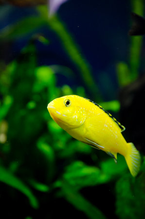 Aquarium fish. Pterophyllum scalare Angel-Koiの写真素材