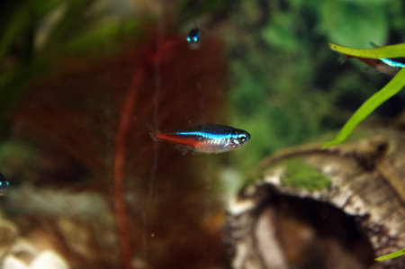 Aquarium fish. Pterophyllum scalare Angel-Koi