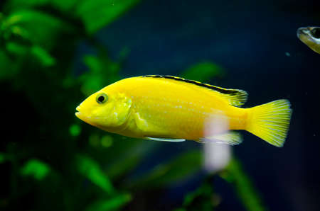 Aquarium fish. Pterophyllum scalare Angel-Koiの写真素材